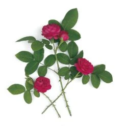 Damaszenerrose 'Rose De Resht' 5 Damaszenerrose 'Rose De Resht' -Optimal Einrichtungs Geschäft damaszenerrose rose de resht 2