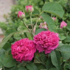 Damaszenerrose 'Rose De Resht'