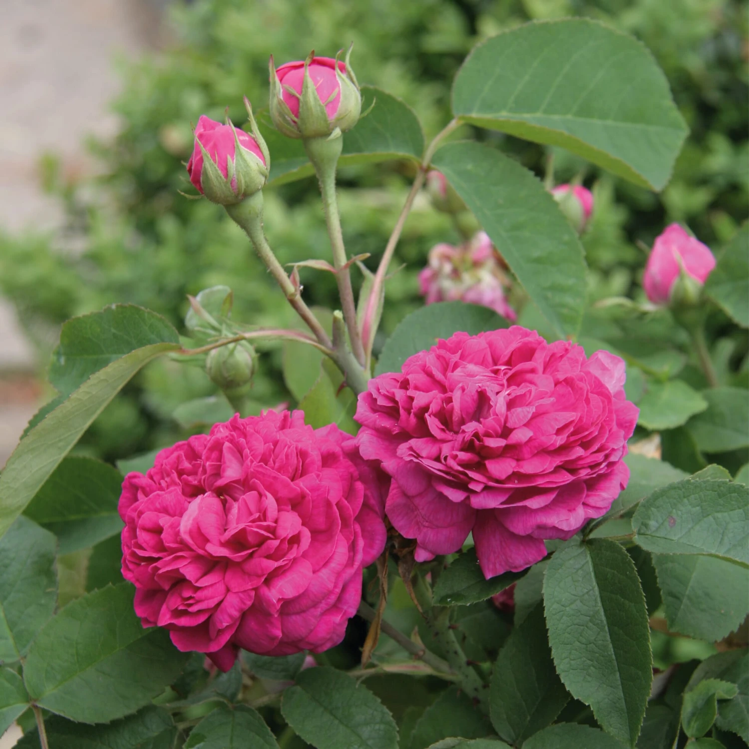 Damaszenerrose 'Rose De Resht' 1 Damaszenerrose 'Rose De Resht'