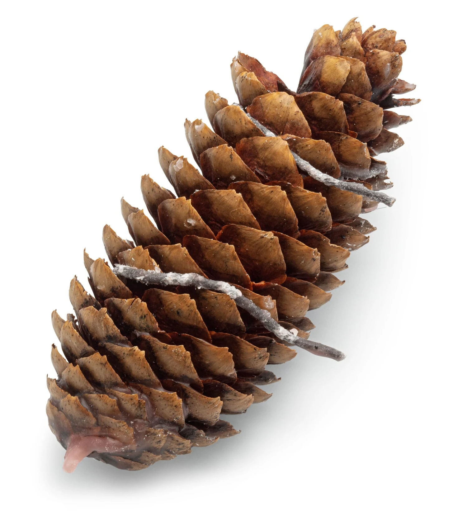 FalkenForst Wachszapfen 2 FalkenForst Wachszapfen – Bild 2