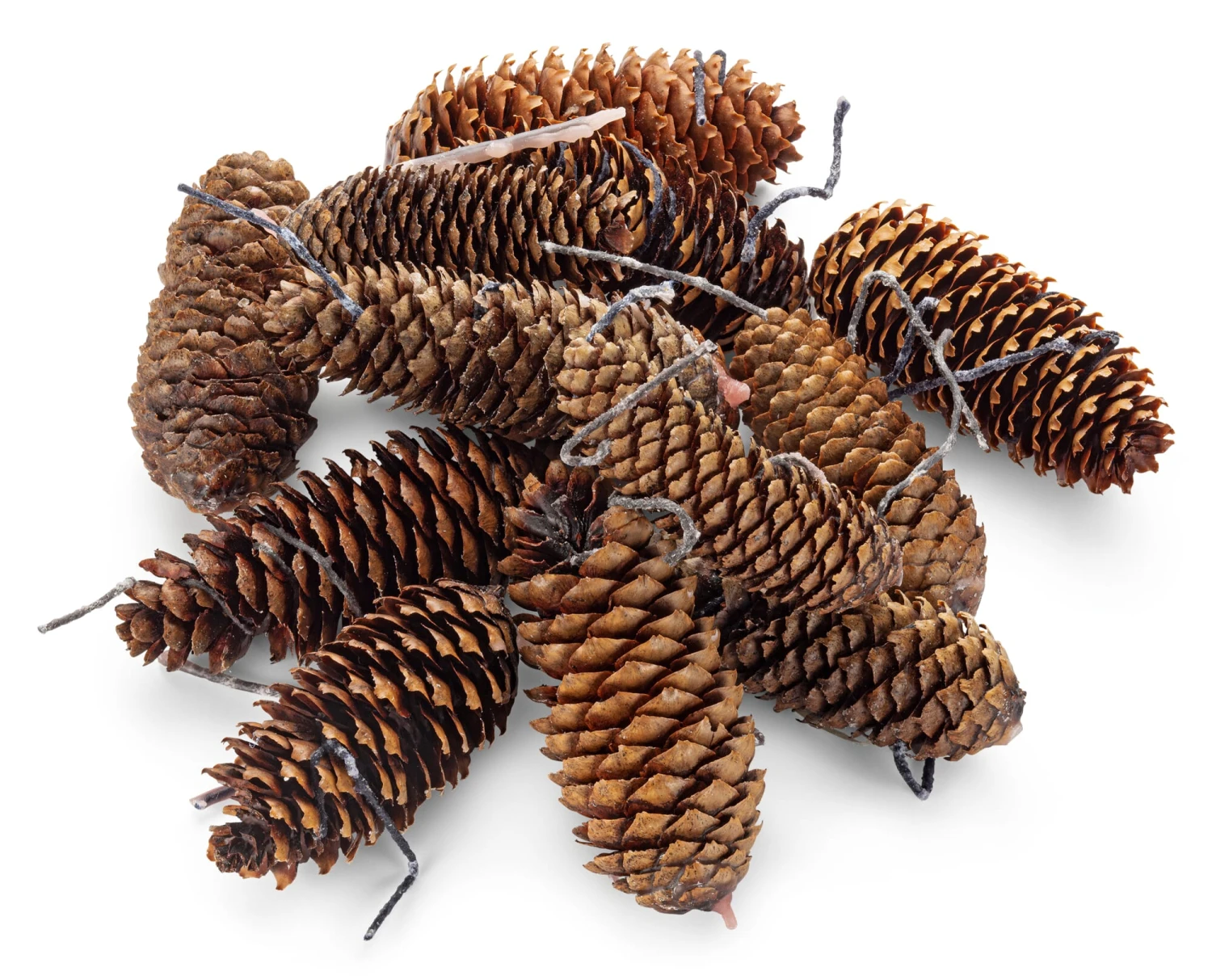 FalkenForst Wachszapfen 1 FalkenForst Wachszapfen