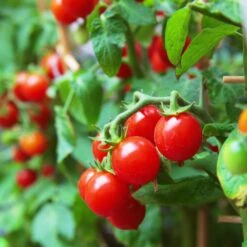 Gemüsesamen 'Balkonfruchtgemüse' 7 Gemüsesamen 'Balkonfruchtgemüse' -Optimal Einrichtungs Geschäft gemuesesamen balkonfruchtgemuese 2