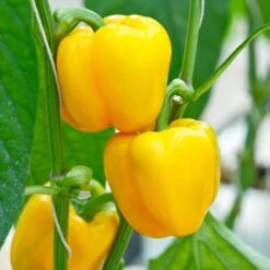 Gemüsesamen 'Balkonfruchtgemüse' 8 Gemüsesamen 'Balkonfruchtgemüse' -Optimal Einrichtungs Geschäft gemuesesamen balkonfruchtgemuese 3