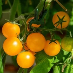 Gemüsesamen 'Balkonfruchtgemüse' 9 Gemüsesamen 'Balkonfruchtgemüse' -Optimal Einrichtungs Geschäft gemuesesamen balkonfruchtgemuese 4