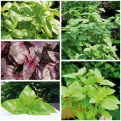 Gemüsesamen 'Besondere Basilikum '