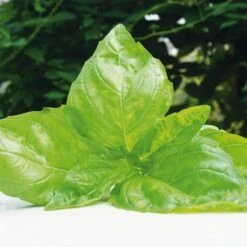 Gemüsesamen 'Besondere Basilikum ' -Optimal Einrichtungs Geschäft gemuesesamen besondere basilikum 3