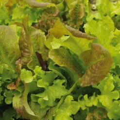 Gemüsesamen 'Gartengemüse Alte Landsorten' -Optimal Einrichtungs Geschäft gemuesesamen gartengemuese alte landsorten 2