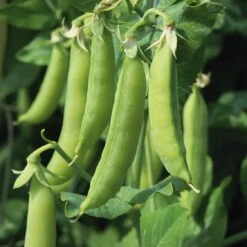 Gemüsesamen 'Gartengemüse Alte Landsorten'