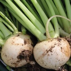 Gemüsesamen 'Gartengemüse Alte Landsorten' -Optimal Einrichtungs Geschäft gemuesesamen gartengemuese alte landsorten 3