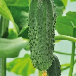 Gemüsesamen 'Gartengemüse Alte Landsorten' -Optimal Einrichtungs Geschäft gemuesesamen gartengemuese alte landsorten 4