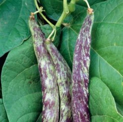 Gemüsesamen 'Gemüsespezialitäten Europäischer Regionen' 7 Gemüsesamen 'Gemüsespezialitäten Europäischer Regionen' -Optimal Einrichtungs Geschäft gemuesesamen gemuesespezialitaeten europaeischer regionen 2