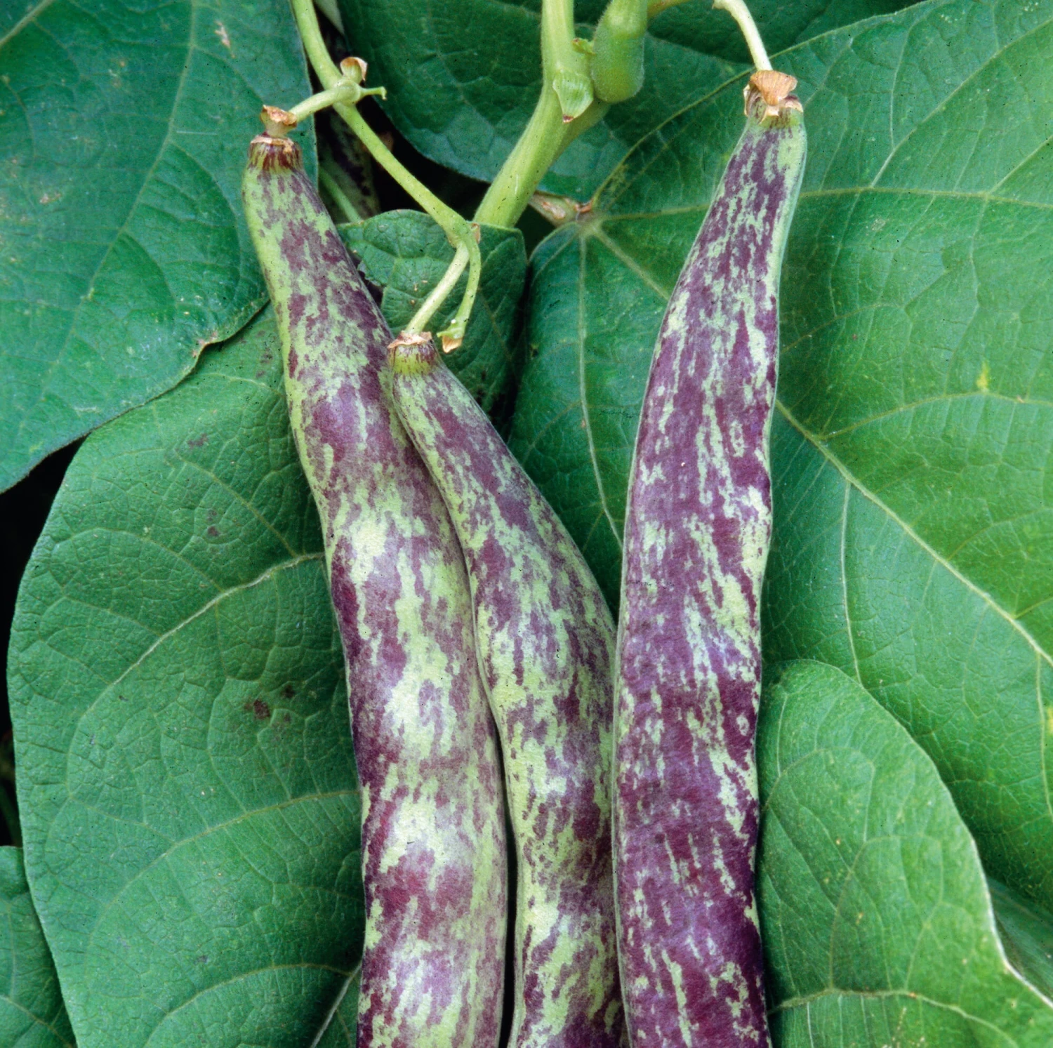 Gemüsesamen 'Gemüsespezialitäten Europäischer Regionen' 3 Gemüsesamen 'Gemüsespezialitäten Europäischer Regionen' – Bild 3