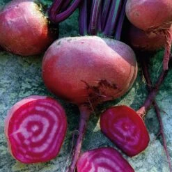 Gemüsesamen 'Gemüsespezialitäten Europäischer Regionen'