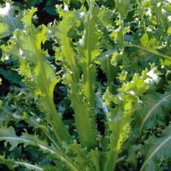 Gemüsesamen 'Gemüsespezialitäten Europäischer Regionen' 8 Gemüsesamen 'Gemüsespezialitäten Europäischer Regionen' -Optimal Einrichtungs Geschäft gemuesesamen gemuesespezialitaeten europaeischer regionen 3