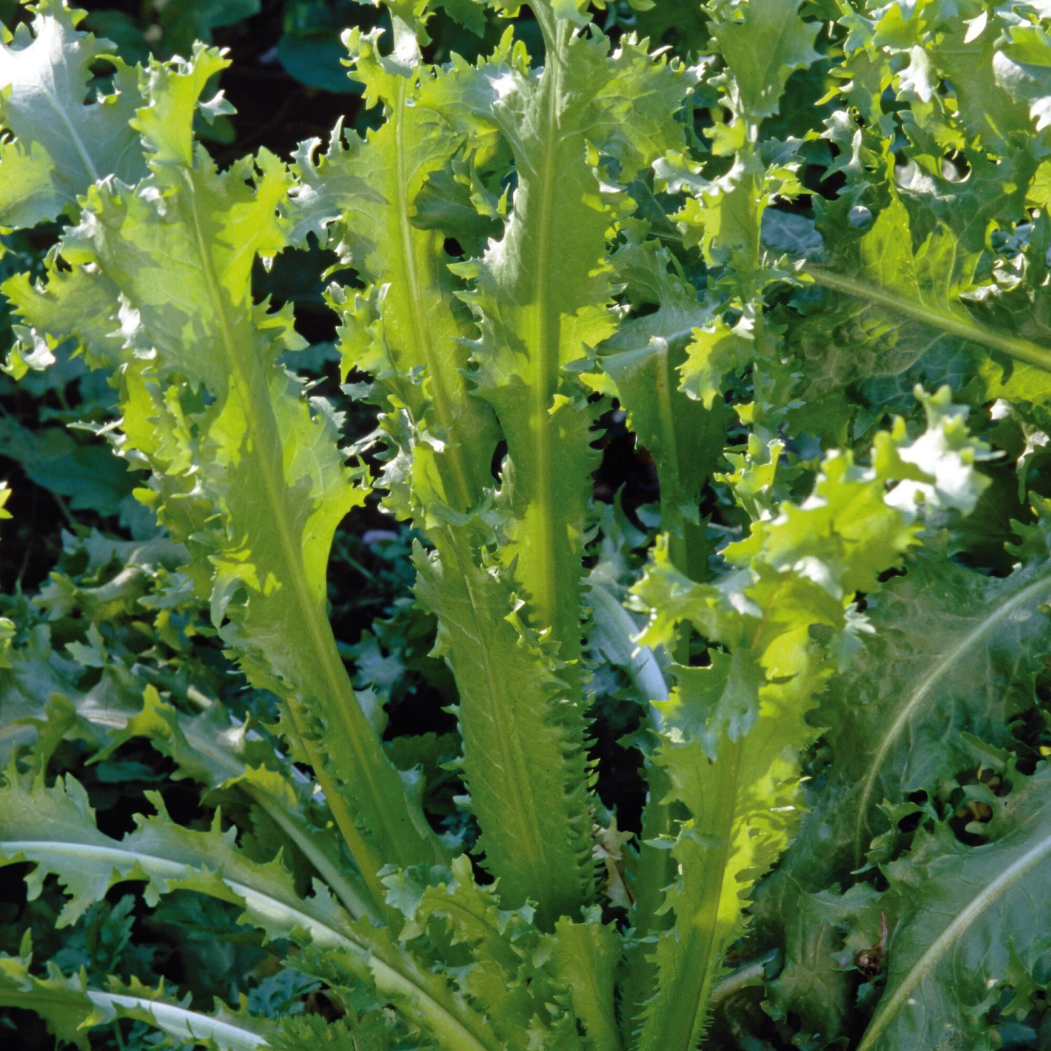 Gemüsesamen 'Gemüsespezialitäten Europäischer Regionen' 4 Gemüsesamen 'Gemüsespezialitäten Europäischer Regionen' – Bild 4