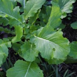 Gemüsesamen 'Gemüsespezialitäten Europäischer Regionen' 9 Gemüsesamen 'Gemüsespezialitäten Europäischer Regionen' -Optimal Einrichtungs Geschäft gemuesesamen gemuesespezialitaeten europaeischer regionen 4