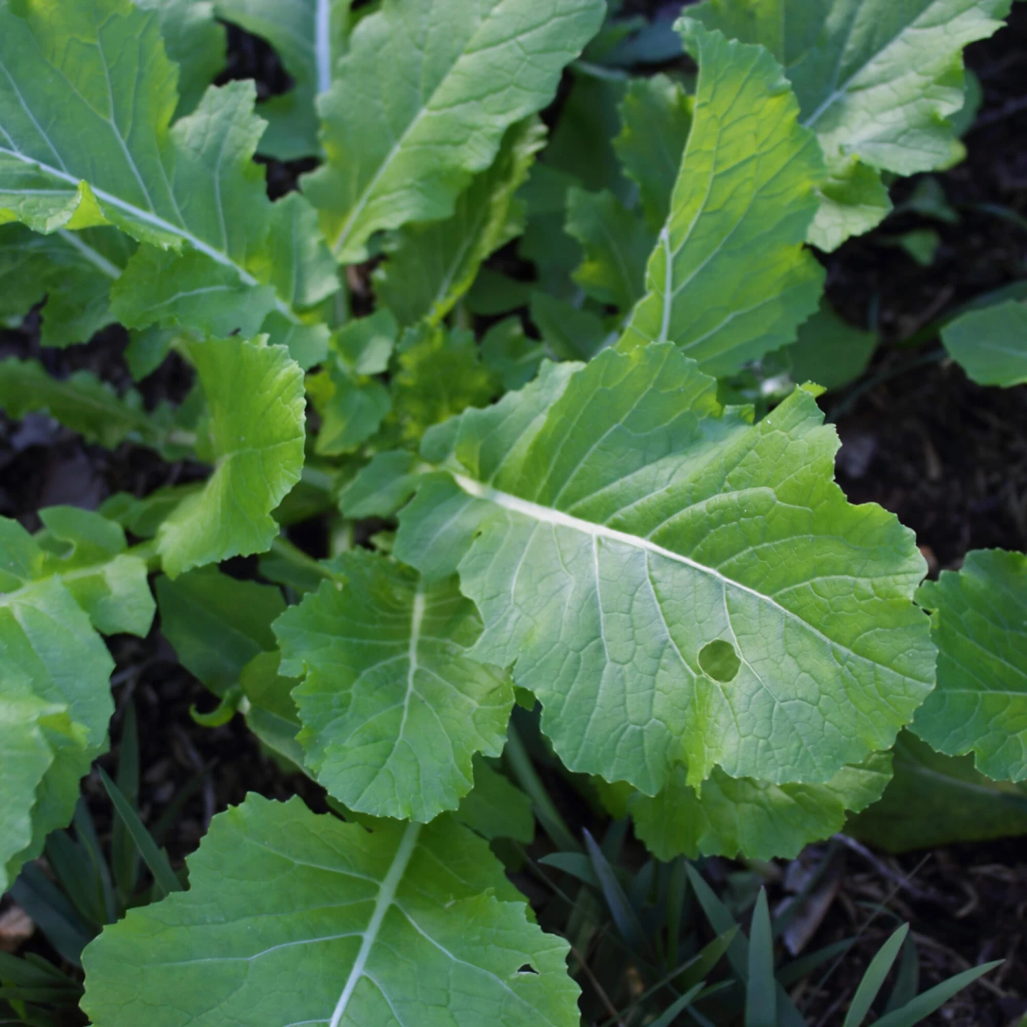 Gemüsesamen 'Gemüsespezialitäten Europäischer Regionen' 5 Gemüsesamen 'Gemüsespezialitäten Europäischer Regionen' – Bild 5