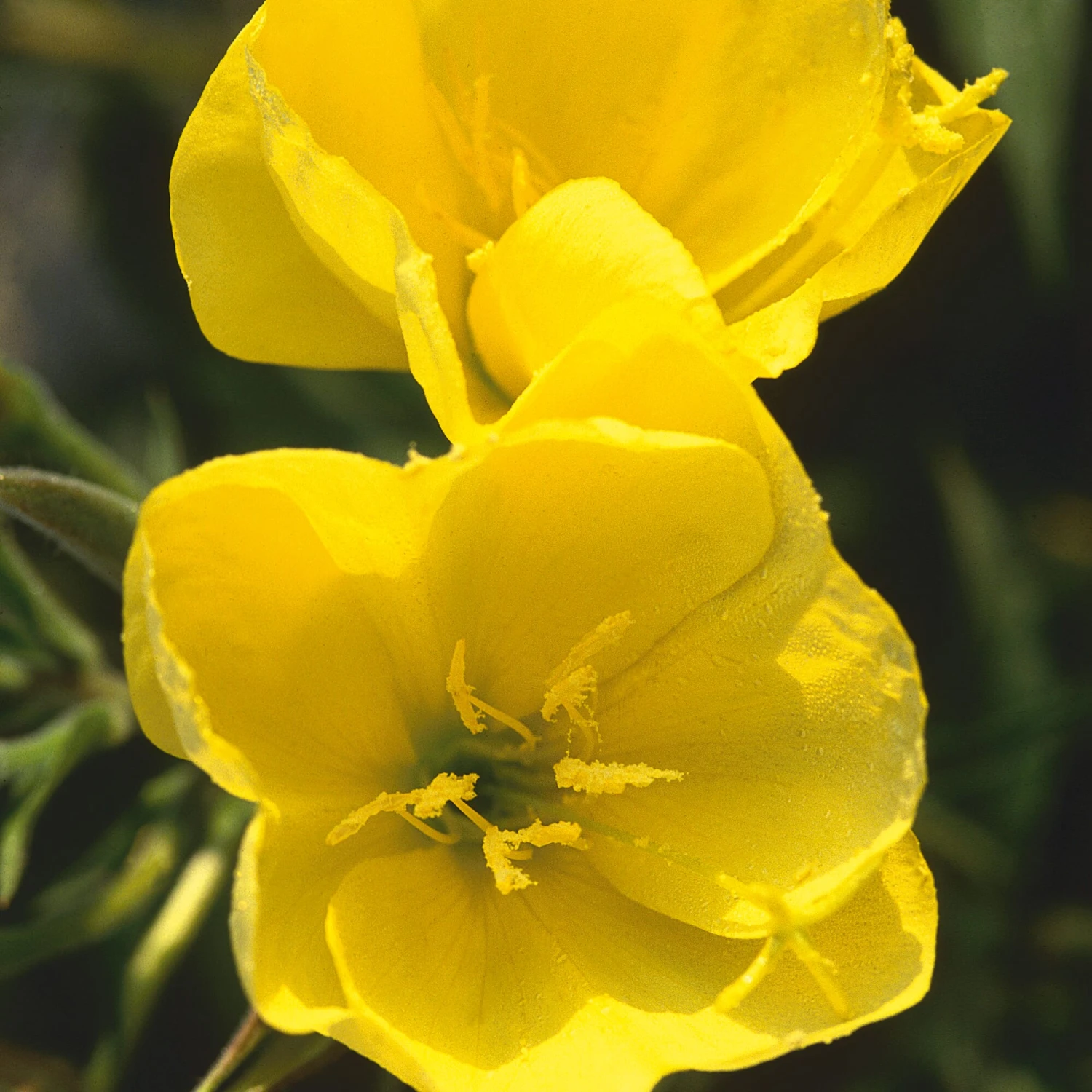 Gemüsesamen 'Historische Wurzelgemüse' 2 Gemüsesamen 'Historische Wurzelgemüse' – Bild 2