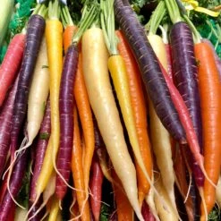 Gemüsesamen 'Historische Wurzelgemüse' 7 Gemüsesamen 'Historische Wurzelgemüse' -Optimal Einrichtungs Geschäft gemuesesamen historische wurzelgemuese 2