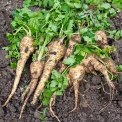 Gemüsesamen 'Historische Wurzelgemüse' 8 Gemüsesamen 'Historische Wurzelgemüse' -Optimal Einrichtungs Geschäft gemuesesamen historische wurzelgemuese 3