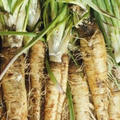 Gemüsesamen 'Historische Wurzelgemüse' 9 Gemüsesamen 'Historische Wurzelgemüse' -Optimal Einrichtungs Geschäft gemuesesamen historische wurzelgemuese 4