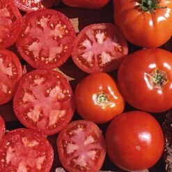 Gemüsesamen 'Tomaten In Allen Farben' -Optimal Einrichtungs Geschäft gemuesesamen tomaten allen farben 2
