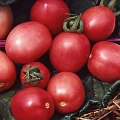 Gemüsesamen 'Tomaten In Allen Farben' -Optimal Einrichtungs Geschäft gemuesesamen tomaten allen farben 3