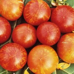 Gemüsesamen 'Tomaten In Allen Farben' -Optimal Einrichtungs Geschäft gemuesesamen tomaten allen farben 4