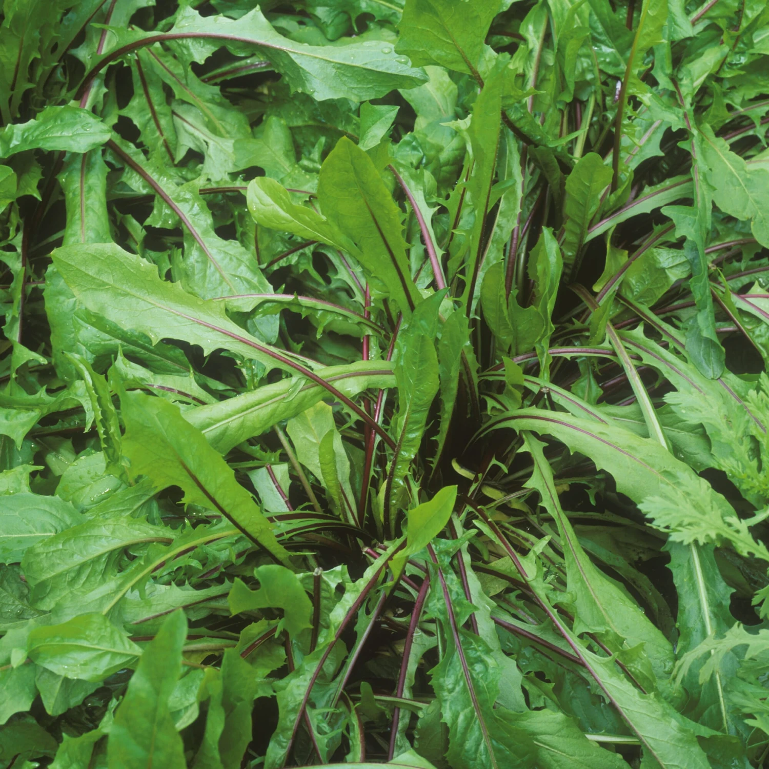 Gemüsesamen 'Winterkräuter' 2 Gemüsesamen 'Winterkräuter' – Bild 2