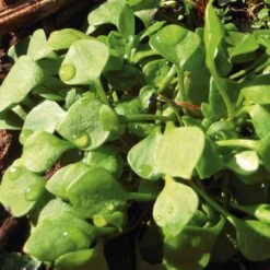 Gemüsesamen 'Winterkräuter' 7 Gemüsesamen 'Winterkräuter' -Optimal Einrichtungs Geschäft gemuesesamen winterkraeuter 2