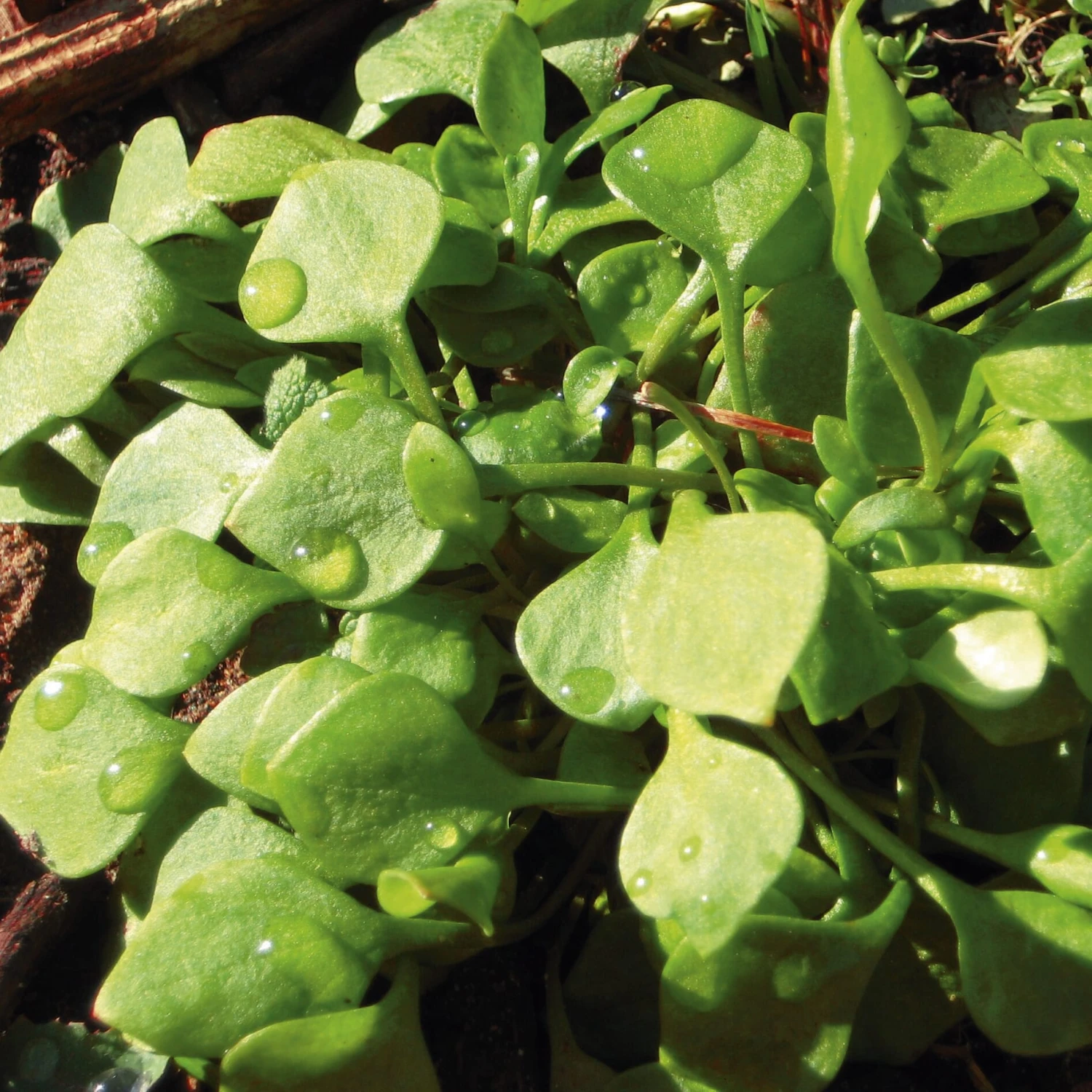 Gemüsesamen 'Winterkräuter' 3 Gemüsesamen 'Winterkräuter' – Bild 3