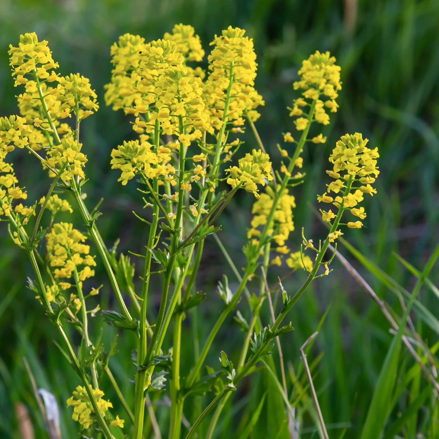 Gemüsesamen 'Winterkräuter' 4 Gemüsesamen 'Winterkräuter' – Bild 4