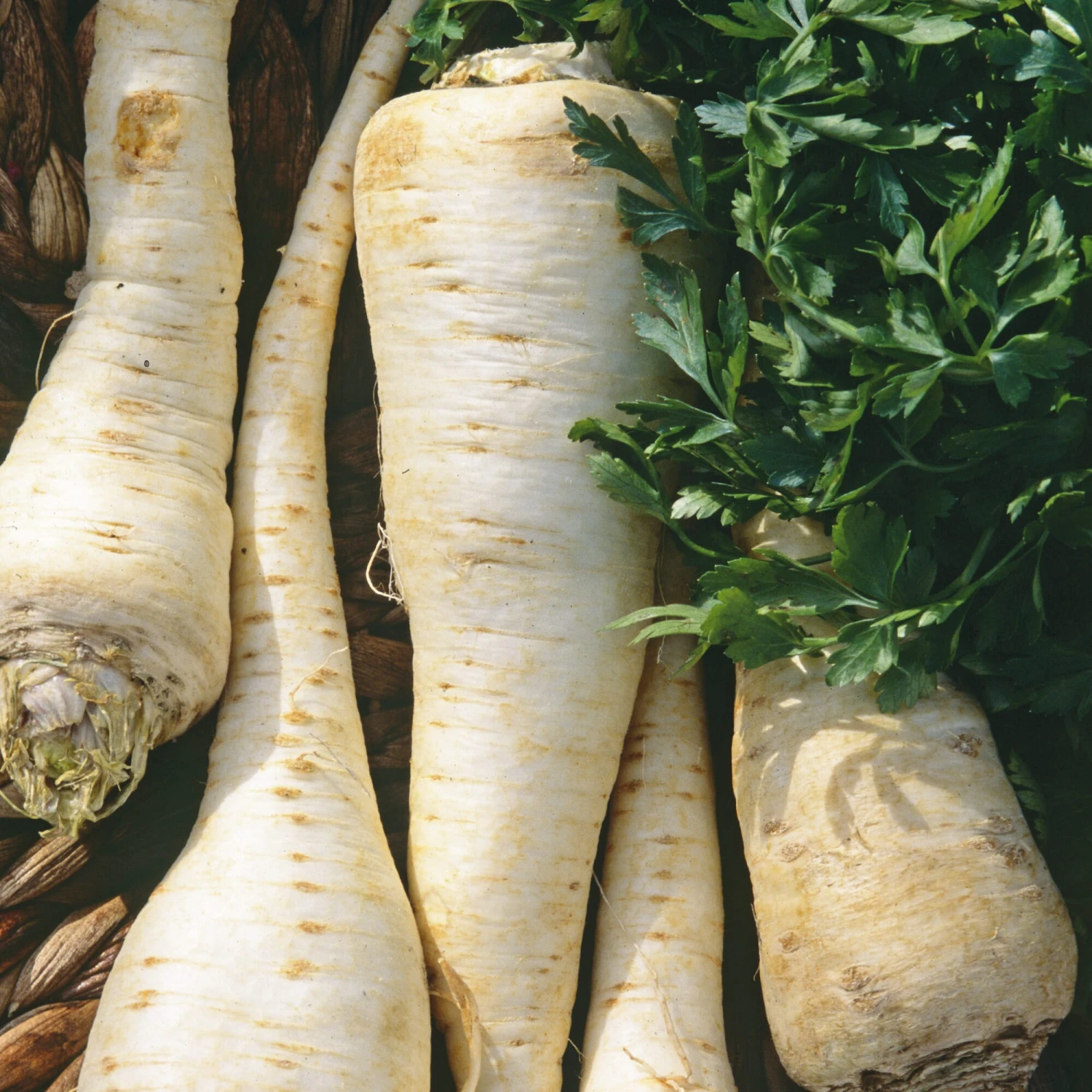 Gemüsesamen 'Winterkräuter' 5 Gemüsesamen 'Winterkräuter' – Bild 5