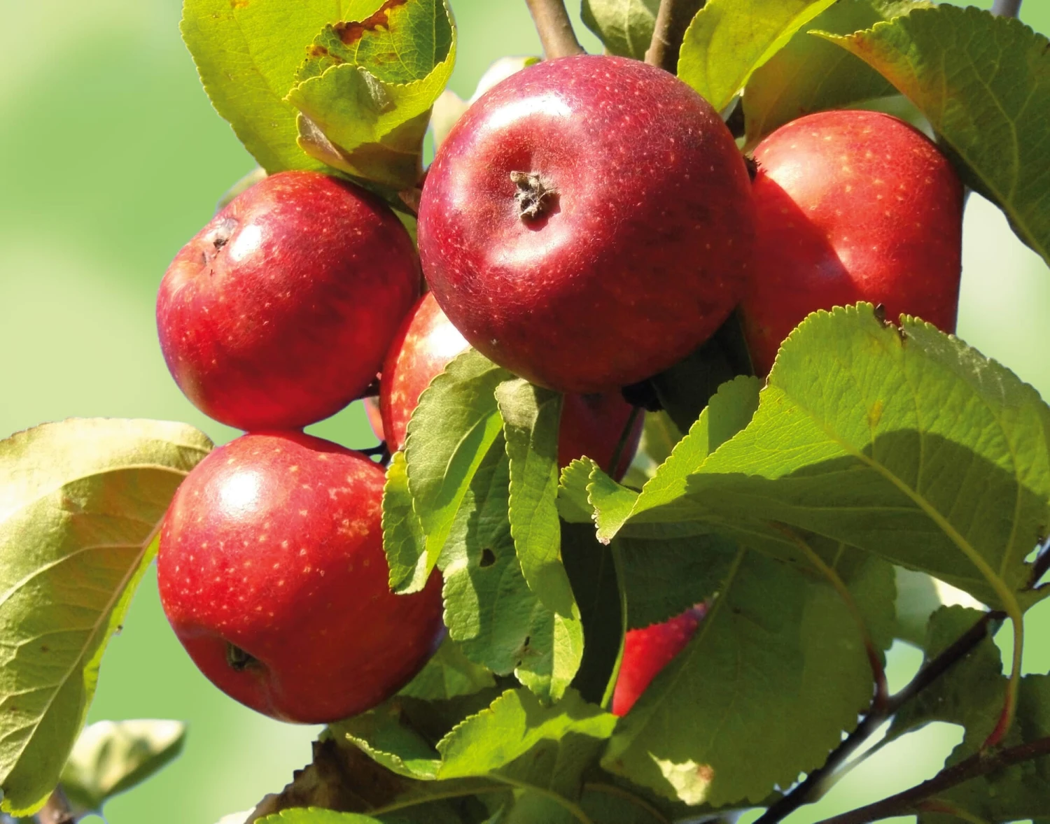 Herbstapfel 'Apfelberger Zuckeräpfelchen' 2 Herbstapfel 'Apfelberger Zuckeräpfelchen' – Bild 2