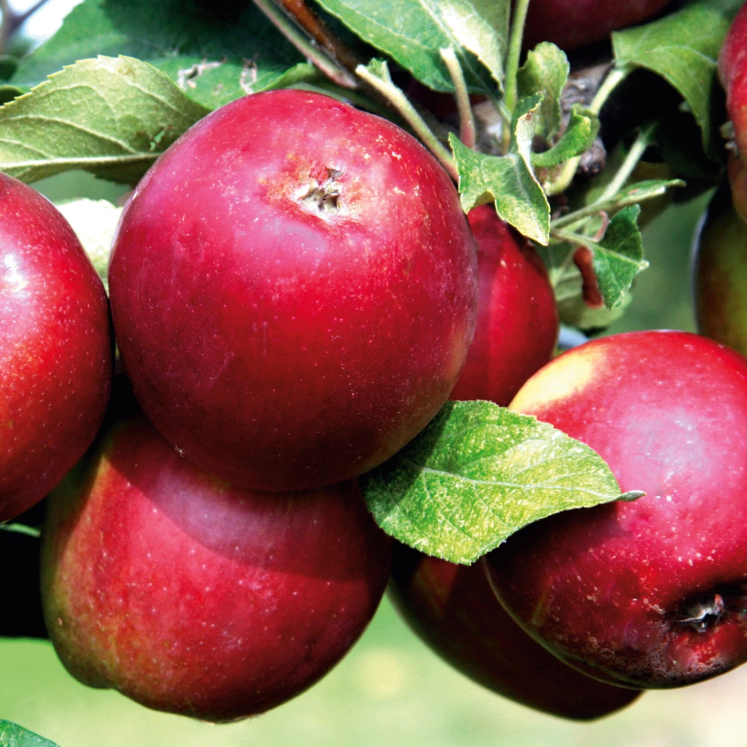 Herbstapfel 'Purpurroter Cousinot', Halbstamm 2 Herbstapfel 'Purpurroter Cousinot', Halbstamm – Bild 2