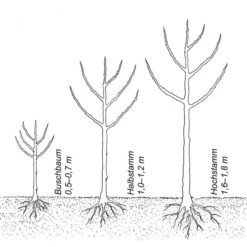 Herbstapfel 'Purpurroter Cousinot', Halbstamm 6 Herbstapfel 'Purpurroter Cousinot', Halbstamm -Optimal Einrichtungs Geschäft herbstapfel purpurroter cousinot 2