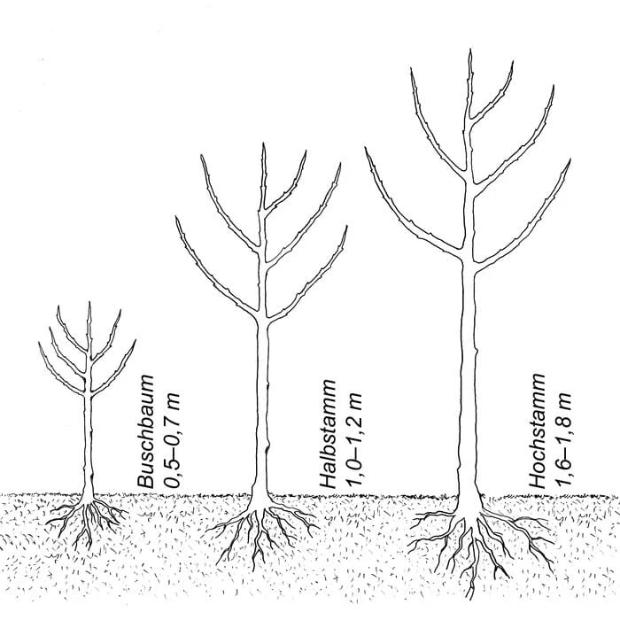 Herbstapfel 'Purpurroter Cousinot', Halbstamm 3 Herbstapfel 'Purpurroter Cousinot', Halbstamm – Bild 3