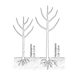 Herbstbirne 'Vereinsdechantsbirne', Halbstamm 5 Herbstbirne 'Vereinsdechantsbirne', Halbstamm -Optimal Einrichtungs Geschäft herbstbirne vereinsdechantsbirne 2