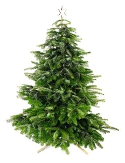 Keinachtsbaum® Stecktanne, Groß -Optimal Einrichtungs Geschäft keinachtsbaum stecktanne 4