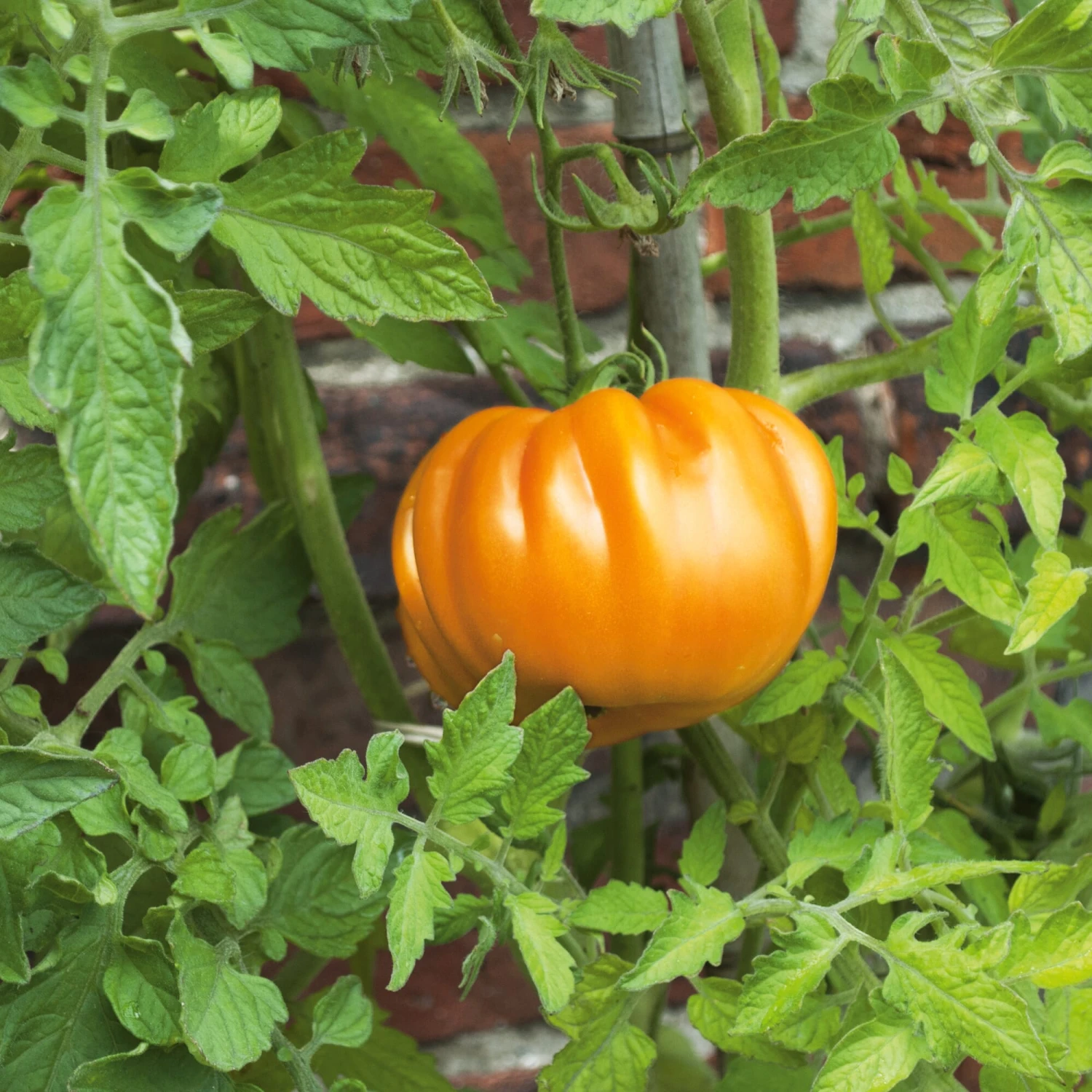 Kombipaket Tomaten Und Basilikum 2 Kombipaket Tomaten Und Basilikum – Bild 2