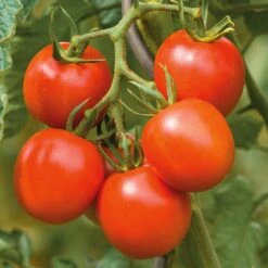 Kombipaket Tomaten Und Basilikum 7 Kombipaket Tomaten Und Basilikum -Optimal Einrichtungs Geschäft kombipaket tomaten basilikum 2