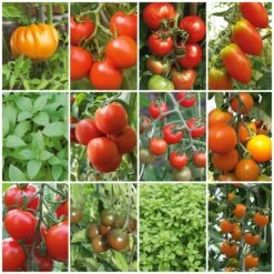 Kombipaket Tomaten Und Basilikum