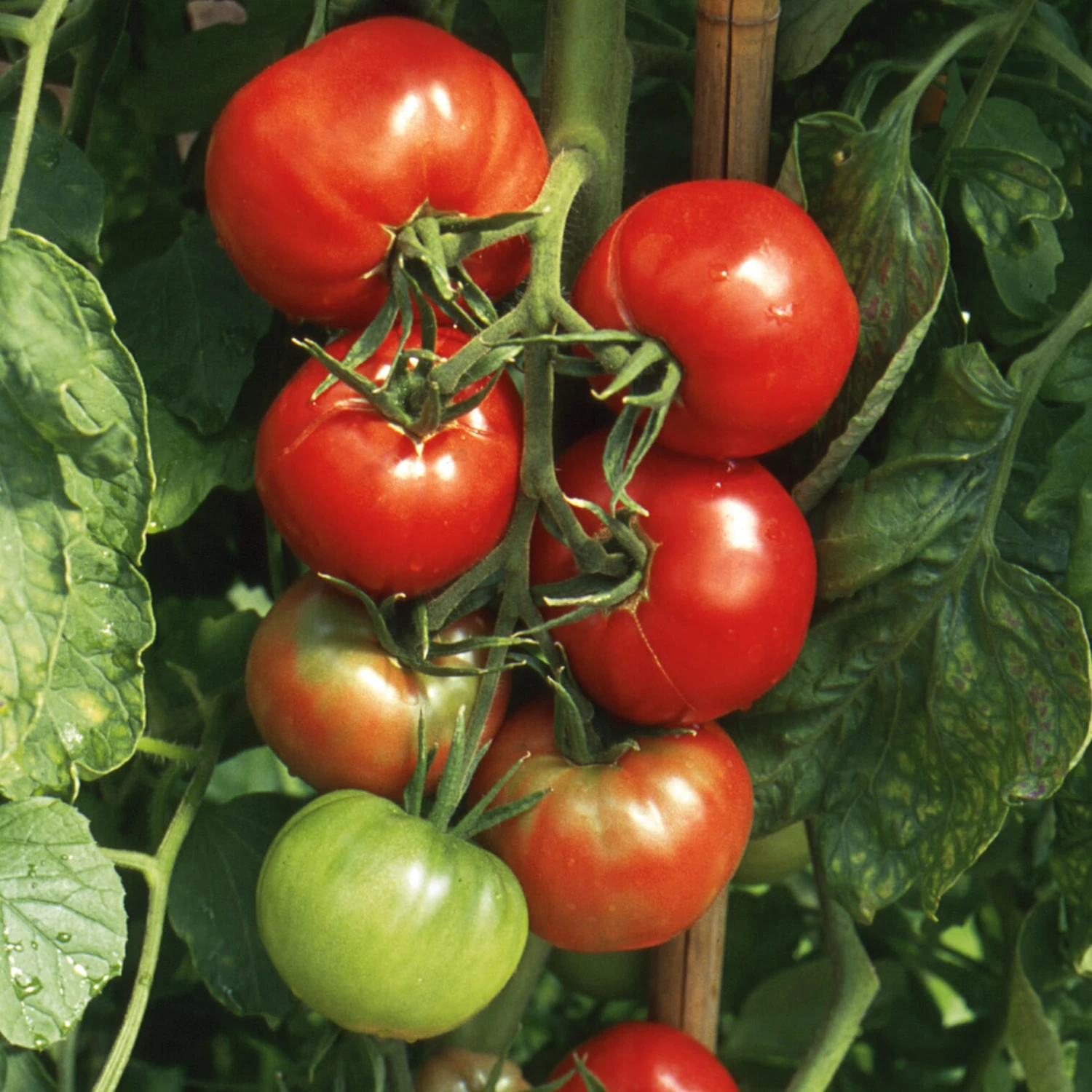 Kombipaket Tomaten Und Basilikum 4 Kombipaket Tomaten Und Basilikum – Bild 4
