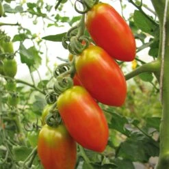 Kombipaket Tomaten Und Basilikum 9 Kombipaket Tomaten Und Basilikum -Optimal Einrichtungs Geschäft kombipaket tomaten basilikum 4