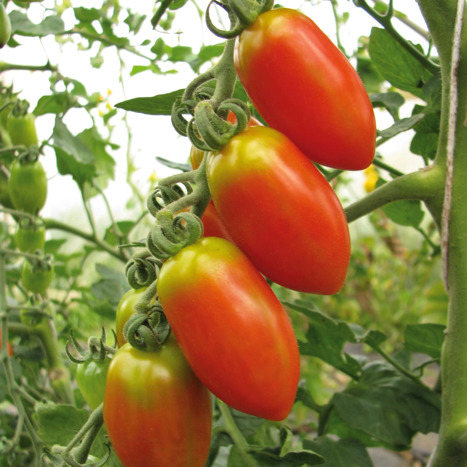 Kombipaket Tomaten Und Basilikum 5 Kombipaket Tomaten Und Basilikum – Bild 5
