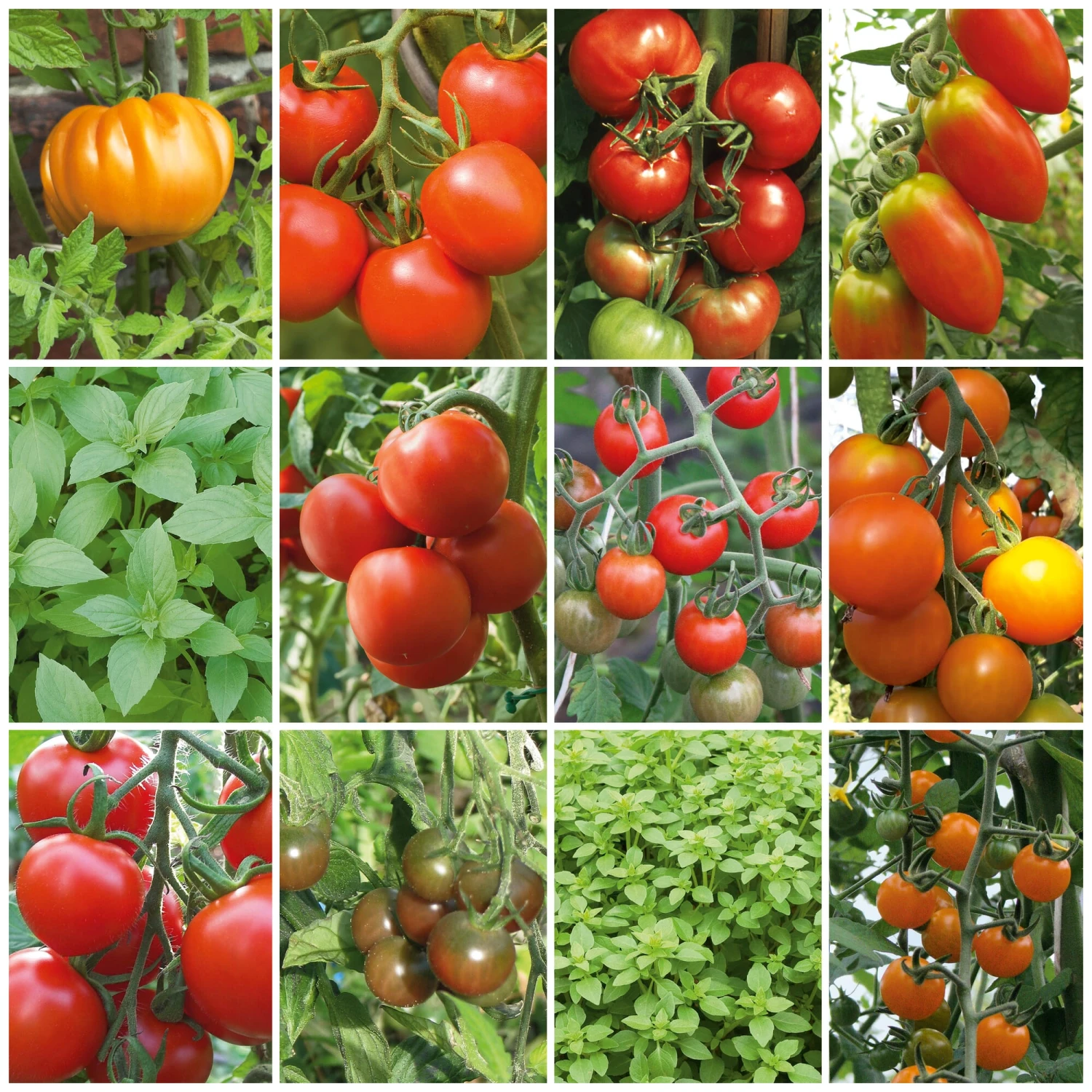 Kombipaket Tomaten Und Basilikum 1 Kombipaket Tomaten Und Basilikum