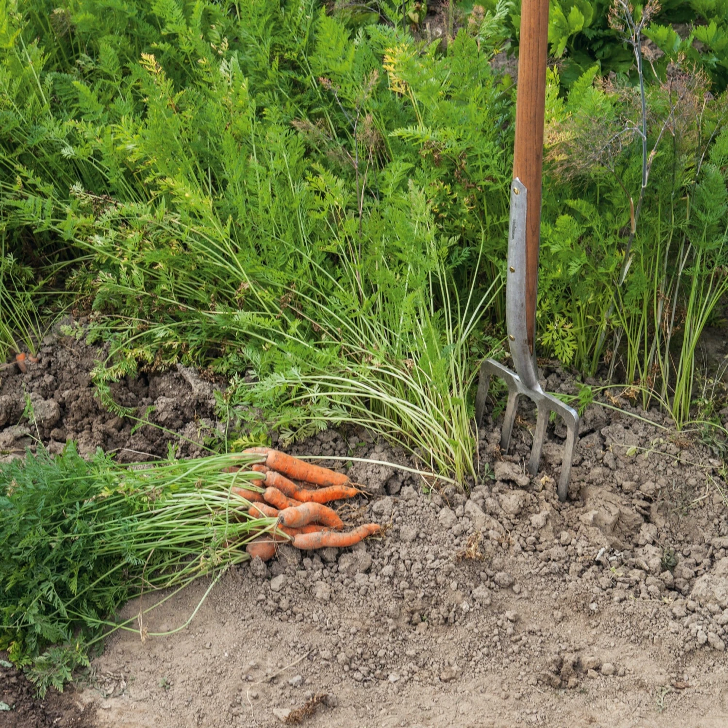 Manufactum Grabegabel Edelstahl 3 Manufactum Grabegabel Edelstahl – Bild 3