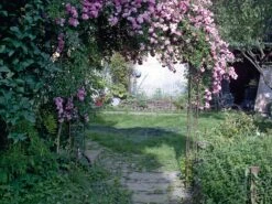 Manufactum Rosenbogen Stahl, Stahl 9 Manufactum Rosenbogen Stahl, Stahl -Optimal Einrichtungs Geschäft manufactum rosenbogen stahl 4