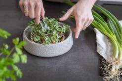 Mikrogarten Zur Sprossenanzucht 8 Mikrogarten Zur Sprossenanzucht -Optimal Einrichtungs Geschäft mikrogarten sprossenanzucht 3