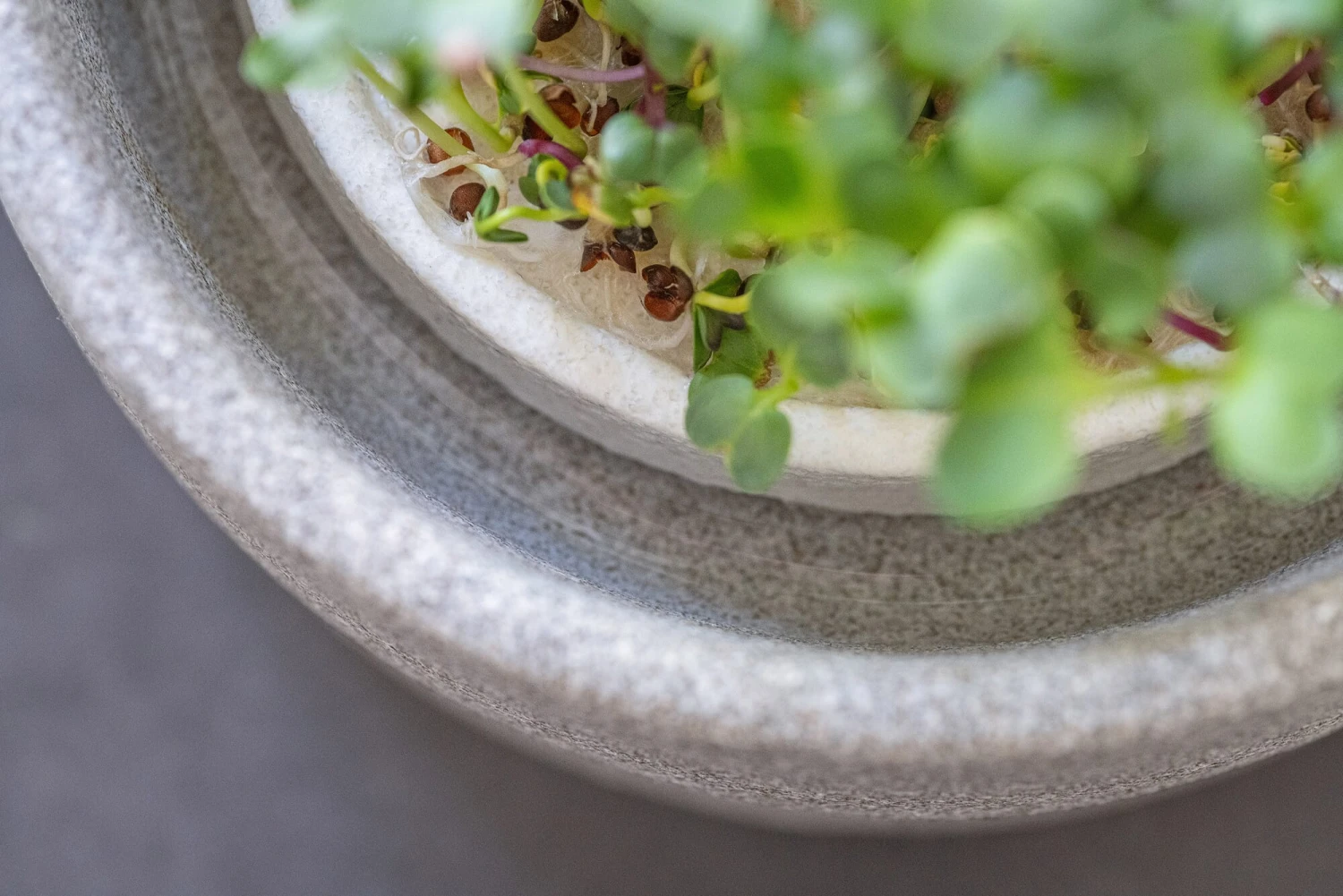 Mikrogarten Zur Sprossenanzucht 5 Mikrogarten Zur Sprossenanzucht – Bild 5